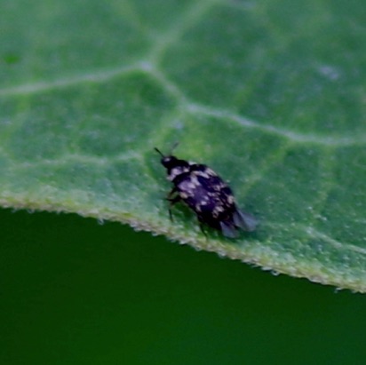 Carpet Beetle?